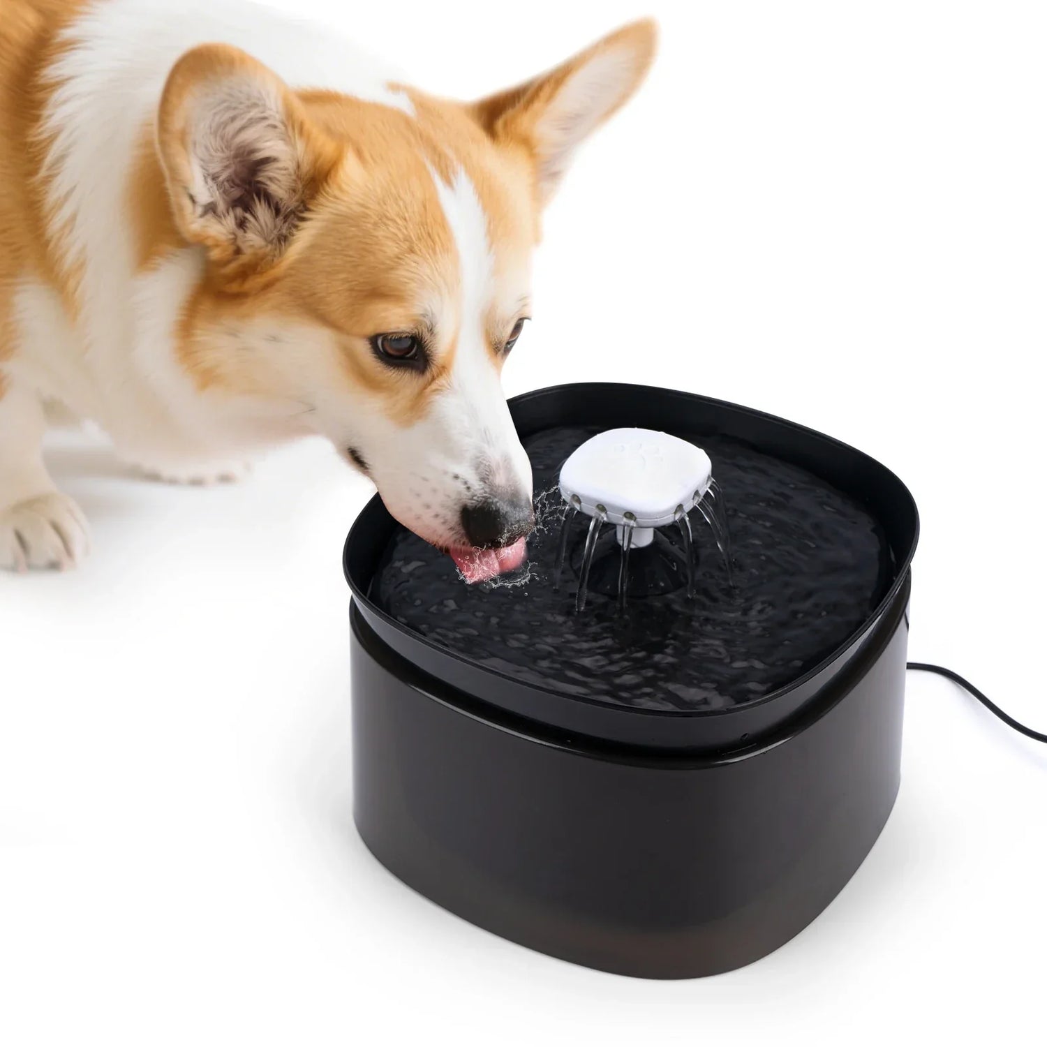 Dog Water Bowls