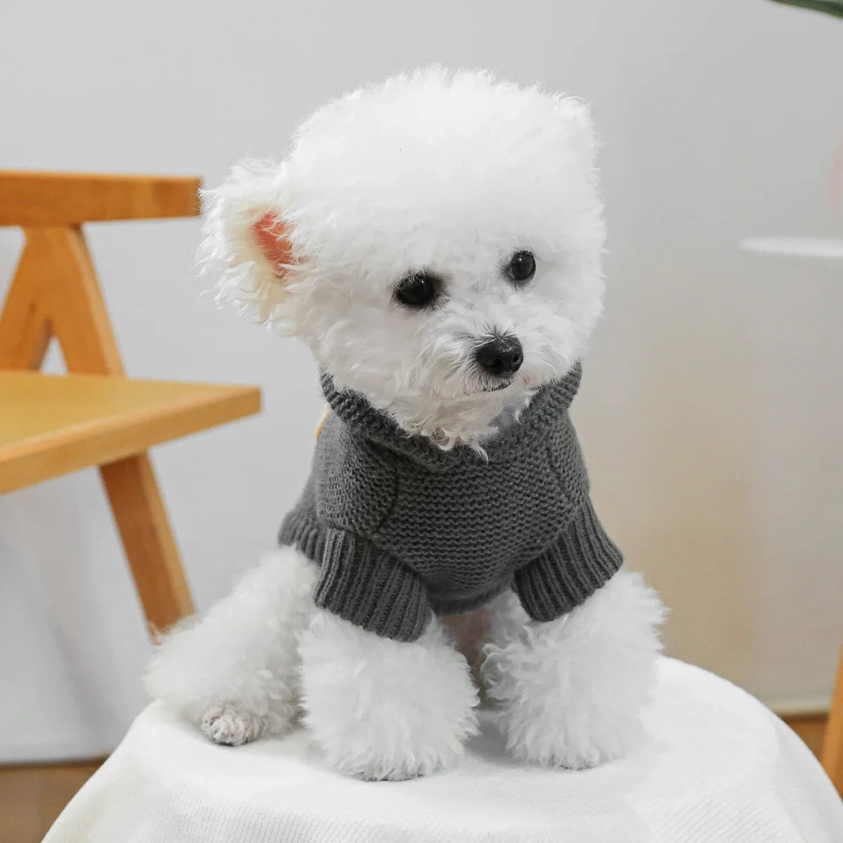 Starfish Hooded Sweater - Dark Gray Pullover Pet Sweater